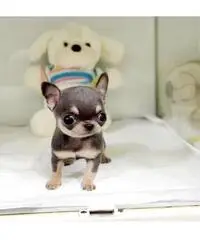 Adorabili cuccioli di chihuahua maschio e femmina