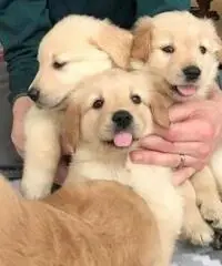 Cuccioli di Golden Retriever registrati KC robusti e di alta qualità