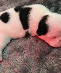 Cuccioli di Bulldog francese di qualità AKC in vendita gratuita - 2