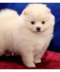 Cucciolo di pomerania femmina di piccola taglia per l'adozione