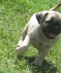 Cuccioli di Pug in vendita, - 2