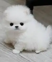 Vendita cuccioli Lulu Pomeranian Mini Toy,