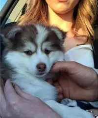 blue eyed cute pomsky