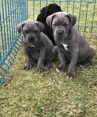 VENDITA cane CORSO