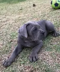 VENDITA cane CORSO - 2