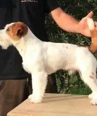 Jack Russell pedigree ENCI