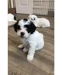 Bellissimi cuccioli di Cockapoo F2 da adottare - 2