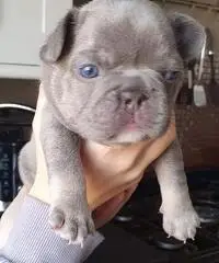 Bellissimi cuccioli di bulldog francese in vendita. - 3