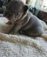 Bellissimi cuccioli di bulldog francese in vendita. - 4