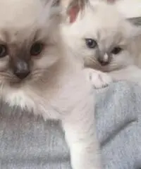 Cuccioli ragdoll