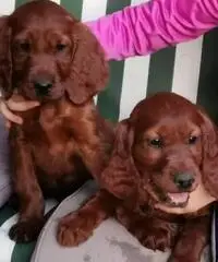 Cuccioli di Setter Irlandese color mogano lucido