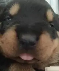 Cuccioli MASCHI puri Rottwailer