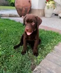 Labrador maschi