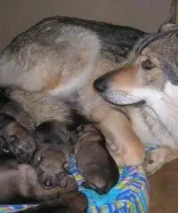 cuccioli di cane lupo cecoslovacco