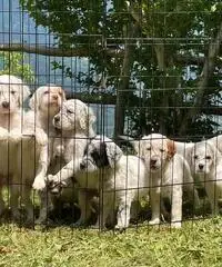 Cuccioli di setter inglese con pedigree