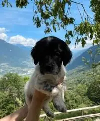 Cuccioli di setter inglese con pedigree - 2