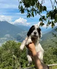 Cuccioli di setter inglese con pedigree - 4