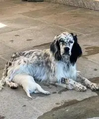 Cuccioli di setter inglese con pedigree - 5