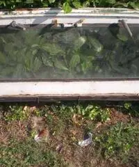 Jeep Willys Telaio parabrezza - 3