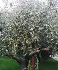 Giardiniere e manutenzione dei verde