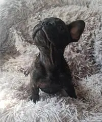 Cucciola Bouledogue Francese pedigree