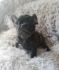 Cucciola Bouledogue Francese pedigree - 2