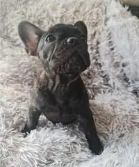 Cucciola Bouledogue Francese pedigree - 3