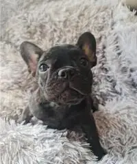 Cucciola Bouledogue Francese pedigree - 4