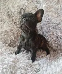 Cucciola Bouledogue Francese pedigree - 5