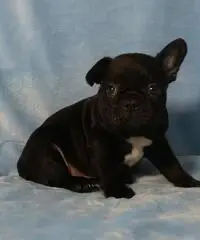 Bouledogue bulldog francese frenc black e tan.