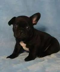 Bouledogue bulldog francese frenc black e tan. - 2