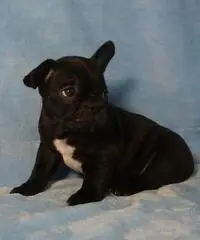 Bouledogue bulldog francese frenc black e tan. - 3