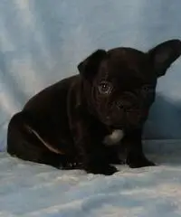 Bouledogue bulldog francese frenc black e tan. - 4